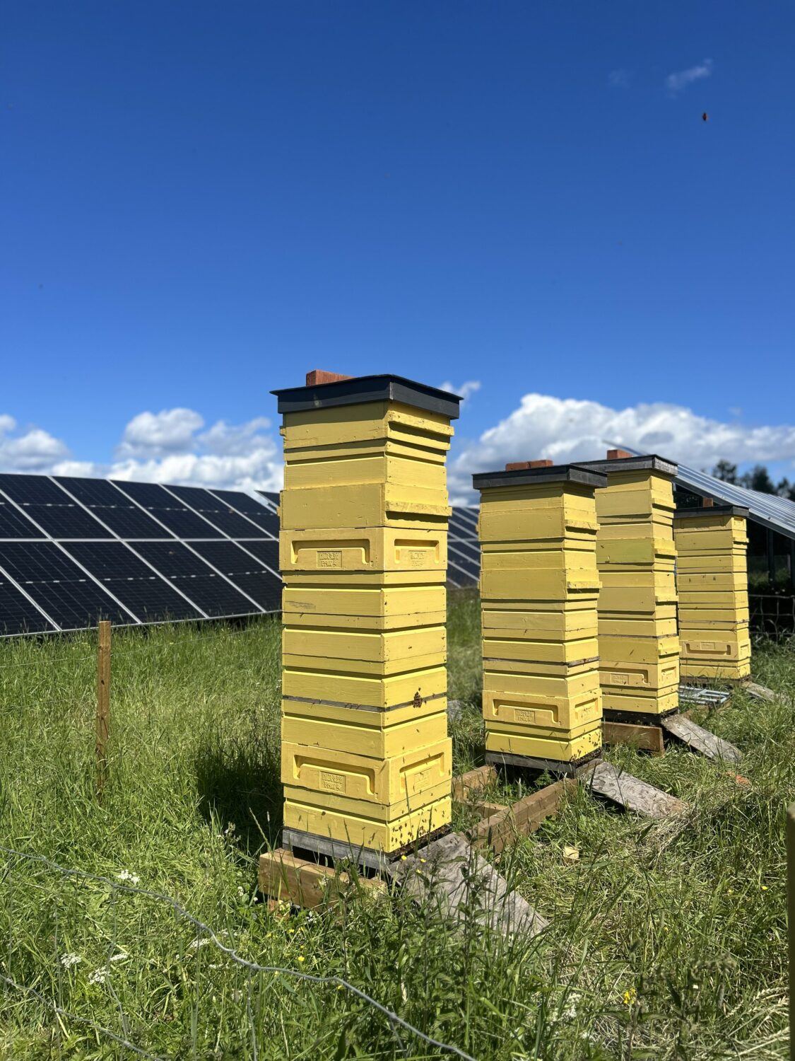 Pölyttäjät Hirvensalmen aurinkopuistossa